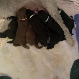 Bedlington Terrier Puppies from Snowcap Bedlingtons