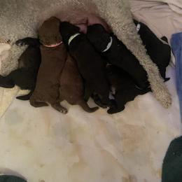 Bedlington Terrier Puppies from Snowcap Bedlingtons