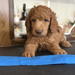 Glacier - Red  male Poodle puppy in Mount Vernon, Illinois from AMC Poodles