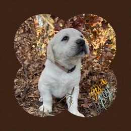 Labrador Retriever, Mastiff, and Miniature Australian Shepherd Puppies from Blackberry Cabin Farms