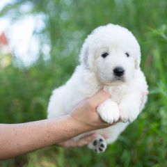 Swan - White female Maremma Sheepdog puppy in Conway, Missouri from 2J 2K Border Collies | Maremma Sheepdogs