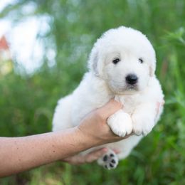 Swan - White female Maremma Sheepdog puppy in Conway, Missouri from 2J 2K Border Collies | Maremma Sheepdogs