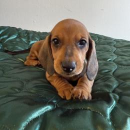 Dachshund All Grown Up from Hotdawgz standard AKC dachshunds