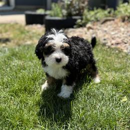 Pringle - Tri-color male Bernedoodle puppy in Northglenn, Colorado from Colorado Bernedoodle Babies