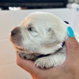 Boy 4 - Light golden male Golden Retriever puppy in Orland, California from Brownfield’s English Cream Golden Retrievers