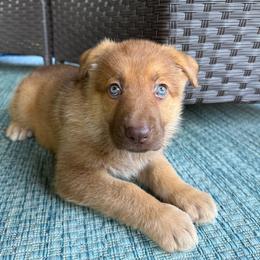 Liver Sable Female 2 - Sable female German Shepherd puppy in Tafton, Pennsylvania from Pocono GSD