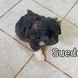 Suede - Black and silver brindle male Havanese puppy in Cumberland, Maryland from Kimbriel