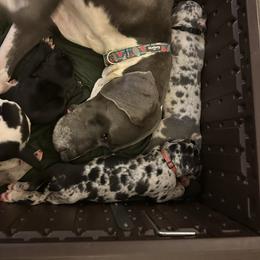Mochi - Great Dane