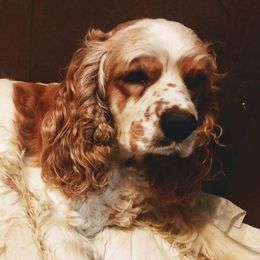 Willow - Cocker Spaniel