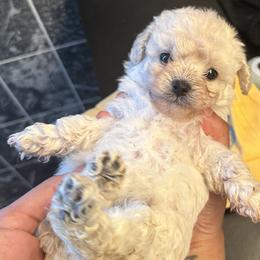 Poodle Puppies from Tiny Toy Poodles