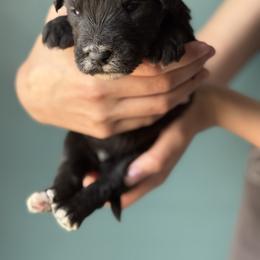 Mint chocolate chip - Black male Whoodle puppy in Gladewater, Texas from Kalin’s K9s