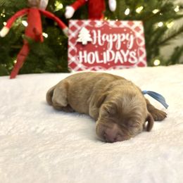 Blue Boy - Red  male Goldendoodle puppy in Lewisville, Texas from Zink Doodles