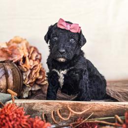 Cyan - Black female Poodle puppy in Gaylord, Michigan from Dog Mom Co. Poodles