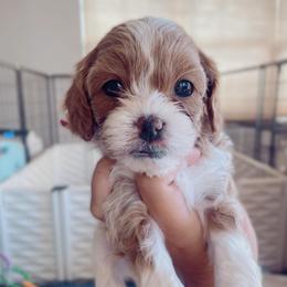 Cindy Lou Who - Blenheim female Cavapoo puppy in Van Alstyne, Texas from Home Grown Puppies