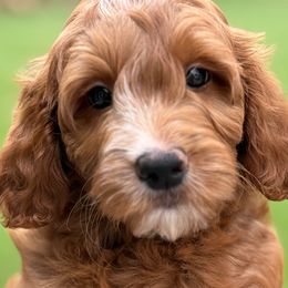 Libby - Red  female Goldendoodle puppy in Yuciapa, California from AlltheDoodlez_