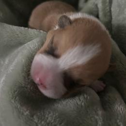 Blue boy - Red male Pembroke Welsh Corgi puppy in Largo, Florida from Nauti Corgi’s