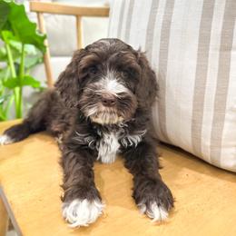 River - Chocolate male Australian Labradoodle puppy in Palmdale, California from Heavenly Doodles