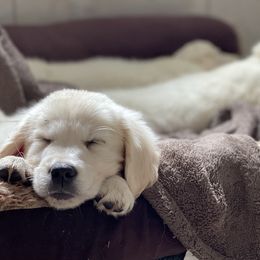 Golden Retrievers from Pauline Hoegler's Golden Retrievers