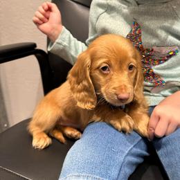 Boy 1 - Cream male Dachshund puppy in Las Animas, Colorado from J&D Dachsies