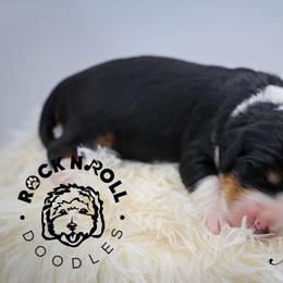 Meadow - Tri-color female Bernedoodle puppy in Edmond, Oklahoma from Rock N Roll Doodles