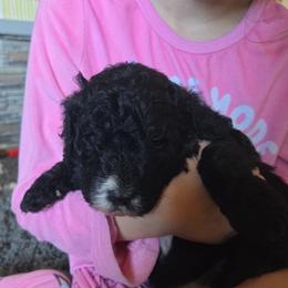 Zion - Black male Poodle puppy in Gillette, Wyoming from Vom Prater Haus German Shepherds and Standard Poodles