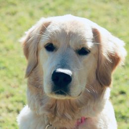 Golden Retriever Puppies from Goldminer Goldens