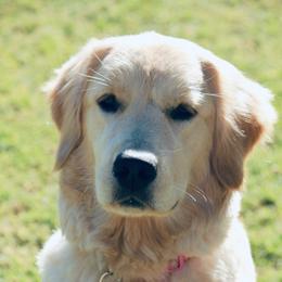 Golden Retriever Puppies from Goldminer Goldens