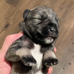 Peyton - Salt and pepper female Miniature Schnauzer puppy in Interlachen, Florida from Pam's Schnauzers
