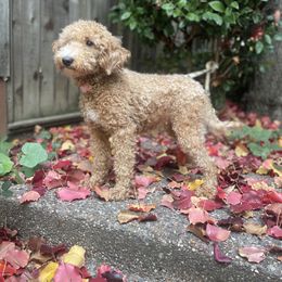 Honey - Goldendoodle