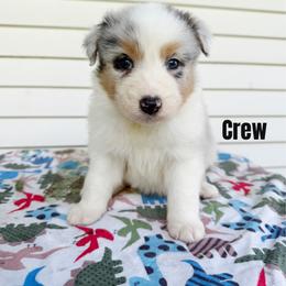 Crew - Blue merle male Australian Shepherd puppy in Kearney, Nebraska from Helix Aussies