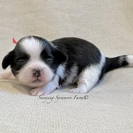 Black and White Female - Red Collar - Black and white female Shih Tzu puppy in Waynetown, Indiana from Swaying Sycamore Farm
