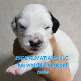 Longcoat boy - White and black male Dalmatian puppy in Conrath, Wisconsin from JSF Dalmatians LLC