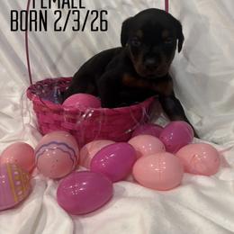Miss Prissy - Black and rust female Doberman Pinscher puppy in Wellington, Ohio from Jossie J's Dobermans