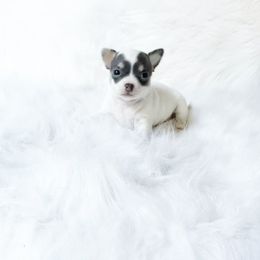 Lily - Blue and white female Chihuahua puppy in Sacramento, California from Honey Bee Chihuahua’s