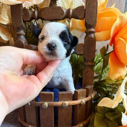 Ransom - Parti male Yorkshire Terrier puppy in Howe, Oklahoma from Ray Holder