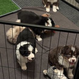 Australian Shepherd Puppies from Copper Sky Aussies of the Cental Coast