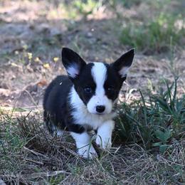 Cider - Black and white female Cardigan Welsh Corgi puppy in Bland, Missouri from Shadey Lane Corgis