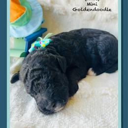 BENEDICT - Black male Goldendoodle puppy in Houston, Texas from Pia’s Doodle Poodle Wag