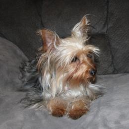 Willow - Yorkshire Terrier