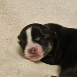 Lhasa Apso Puppies from Luv-N-Laughter Lhasa Apsos