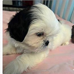Chewy - White male Shih Tzu puppy in Victorville, California from Precioustzus