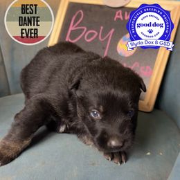 Dante - Bi-color male German Shepherd puppy in Livingston, Kentucky from Illyria Dox & GSD