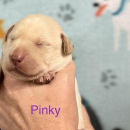 Pinky - Yellow Labrador Retriever puppy in Sandpoint, Idaho from Allen Sunnyside AKC Labs