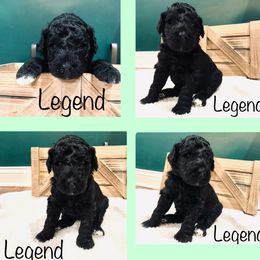 Goldendoodle Puppies from Cruella’s Doodles