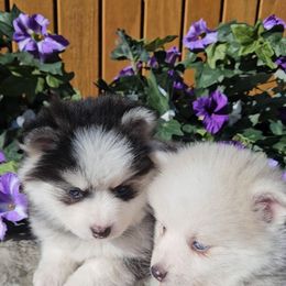 Pomsky puppies from Spokane Pomskies