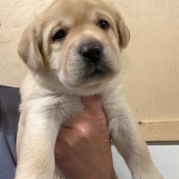 Girl 3 - Yellow female Labrador Retriever puppy in Strafford, New Hampshire from Alley Rock Labradors, LLC