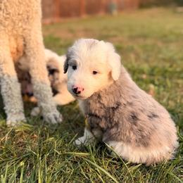 Wrangler - Blue merle and white male Sheepadoodle puppy in Vernonia, Oregon from Life Unleashed Farm