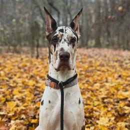 Great Danes and Rottweilers from Eastern Mountain Danes & Rottweilers