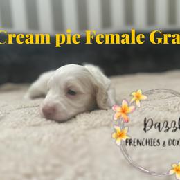 Grace - Cream female Dachshund puppy in Kissimmee, Florida from Dazzling Frenchies and Doxies