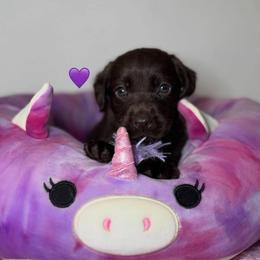 Purple Collar - Chocolate female Labrador Retriever puppy in Somerset, California from Cantina Labs and Cavs
